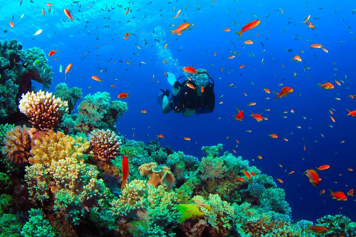 Diving in Mount Lavinia - Photo 1 of 7